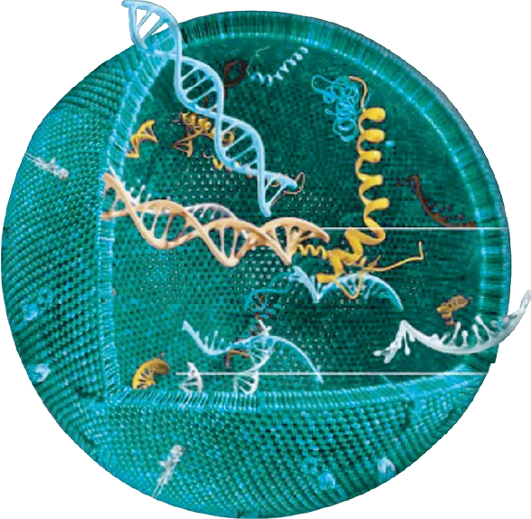 Exoluma clinical imagery 4
